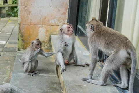 Wild Monkey In Ubud Stock Photos