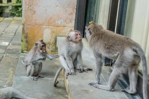 Wild Monkey In Ubud Stock Photos