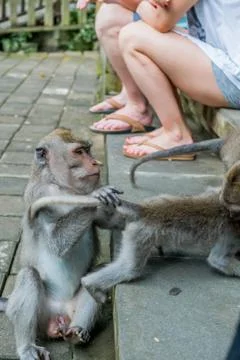 Wild Monkey In Ubud Stock Photos