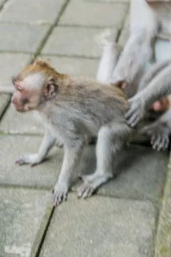Wild Monkey In Ubud Stock Photos