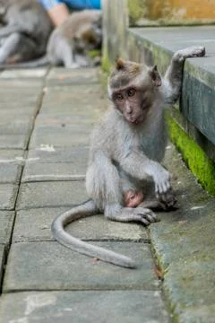 Wild Monkey In Ubud Stock Photos