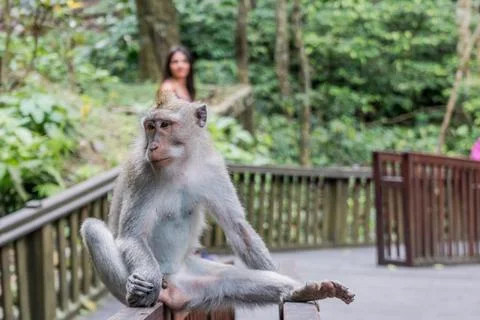 Wild Monkey In Ubud Stock Photos