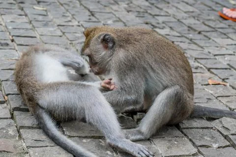Wild Monkey In Ubud Stock Photos