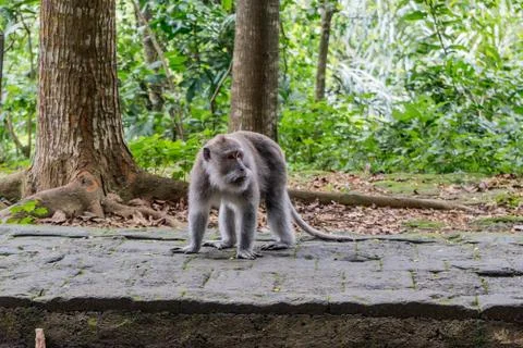 Wild Monkey In Ubud Stock Photos