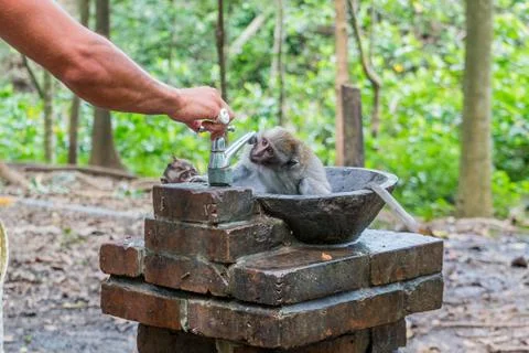 Wild Monkey In Ubud Stock Photos