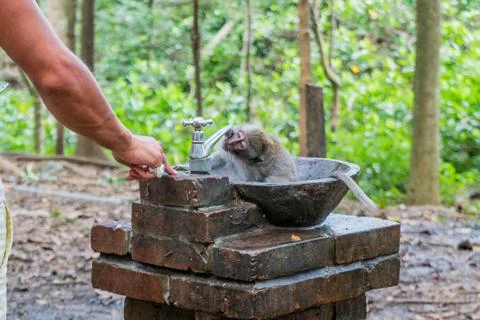 Wild Monkey In Ubud Stock Photos