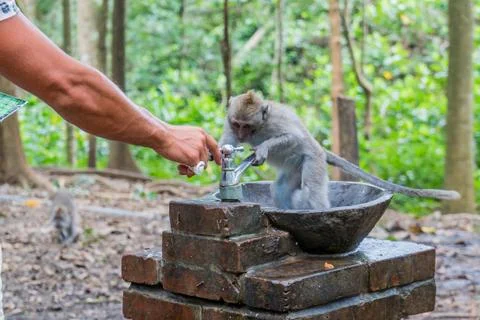 Wild Monkey In Ubud Stock Photos