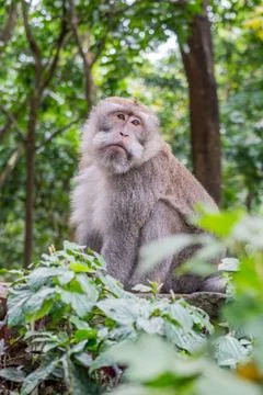 Wild Monkey In Ubud Stock Photos