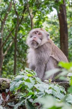 Wild Monkey In Ubud Stock Photos