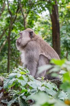 Wild Monkey In Ubud Stock Photos