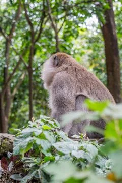 Wild Monkey In Ubud Stock Photos