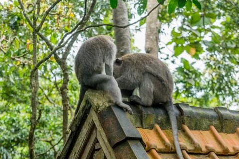 Wild Monkey In Ubud Stock Photos