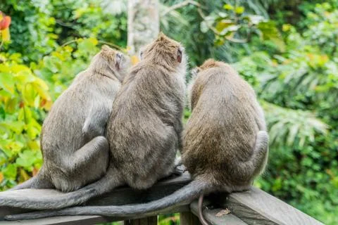 Wild Monkey In Ubud Stock Photos