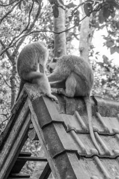 Wild Monkey In Ubud Stock Photos