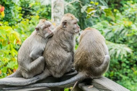 Wild Monkey In Ubud Stock Photos