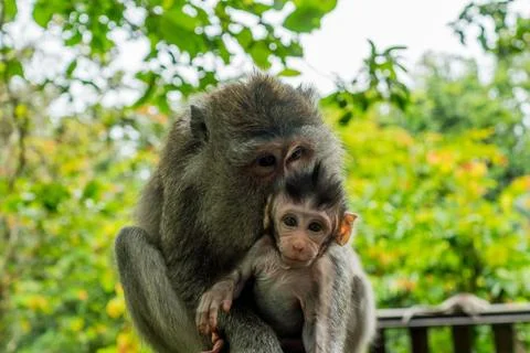 Wild Monkey In Ubud Stock Photos