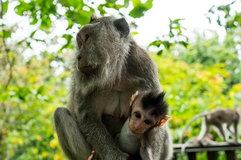 Wild Monkey In Ubud Stock Photos