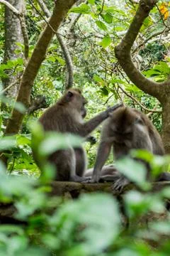 Wild Monkey In Ubud Stock Photos