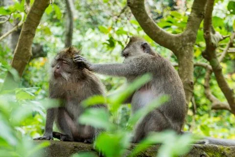 Wild Monkey In Ubud Stock Photos