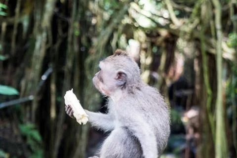 Wild Monkey In Ubud Stock Photos