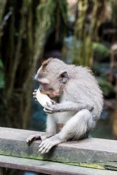 Wild Monkey In Ubud Stock Photos