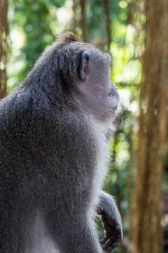 Wild Monkey In Ubud Stock Photos