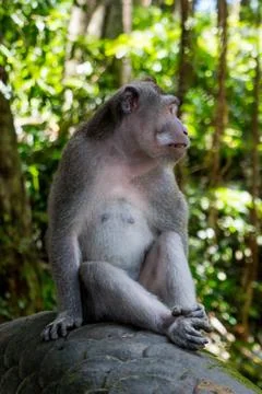 Wild Monkey In Ubud Stock Photos