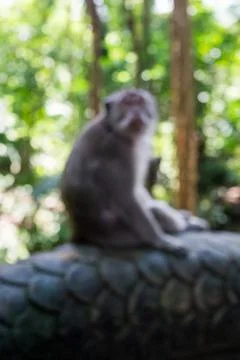 Wild Monkey In Ubud Stock Photos