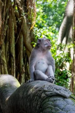 Wild Monkey In Ubud Stock Photos