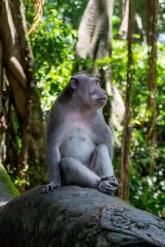 Wild Monkey In Ubud Stock Photos
