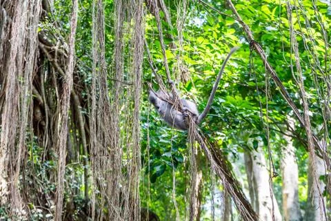 Wild Monkey In Ubud Stock Photos