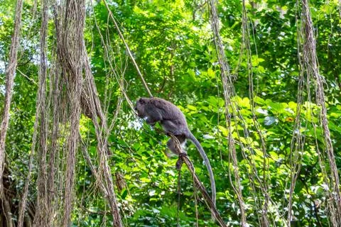 Wild Monkey In Ubud Stock Photos