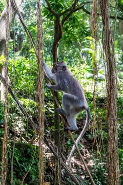Wild Monkey In Ubud Stock Photos