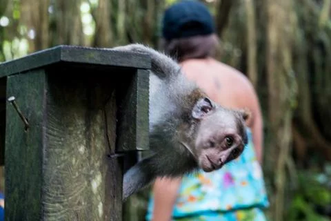 Wild Monkey In Ubud Stock Photos
