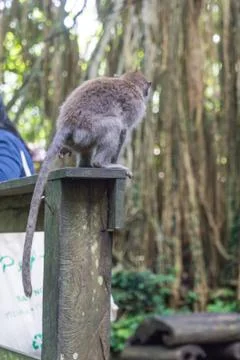 Wild Monkey In Ubud Stock Photos