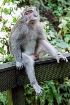 Wild Monkey In Ubud Stock Photos