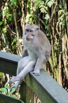 Wild Monkey In Ubud Stock Photos