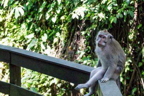 Wild Monkey In Ubud Stock Photos