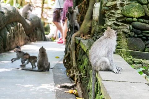 Wild Monkey In Ubud Stock Photos