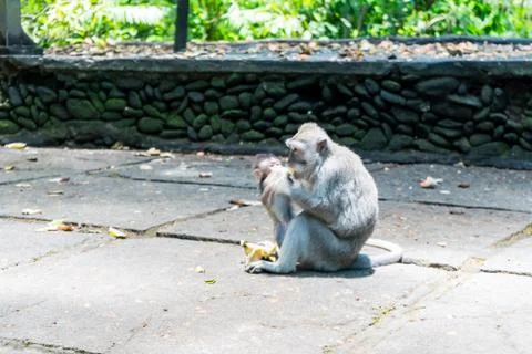 Wild Monkey In Ubud Stock Photos
