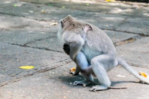Wild Monkey In Ubud Stock Photos