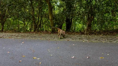 Wild monkey walking along paved road near dense green forest in botanical g.. Foto stock