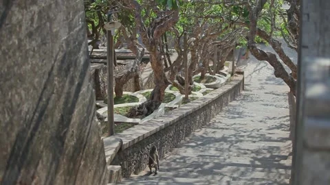 Wild Monkey Walking Along Stone Ledge by Temple Pathway in Uluwatu Video stock 345647150