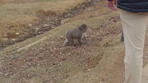 Wild Monkey Walking Stock Footage 316070940