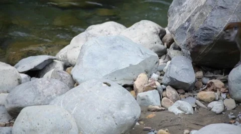 Wild Monkey Walking On Rocks By A River Stock-Footage 63808953