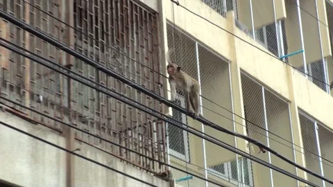 A wild monkey is walking on a street electric wire. Thailand Stock Footage 112999366