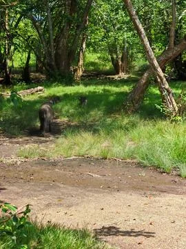 Wild monkey walking through a lush green tropical forest clearing on a sunny day Stock Photos