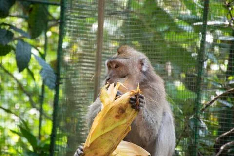 A wild monkeypeeling off corn shell and waiting in the shadow in an open jung Stock Photos