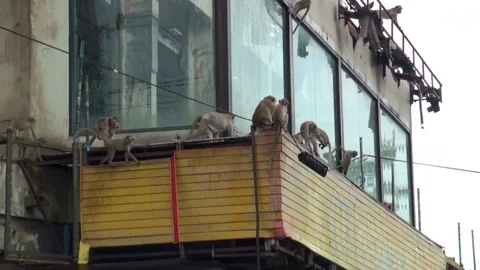 Wild monkeys amusingly descend down the glass window of the building. Thailand Stock Footage 112999541