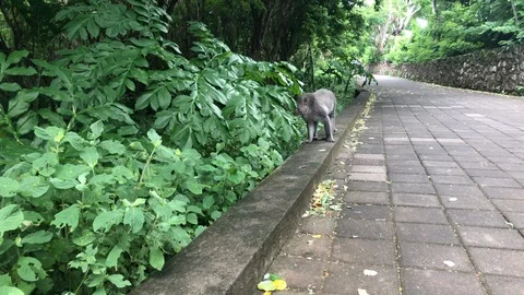Wild monkeys in Bali. Stock Footage 102289308